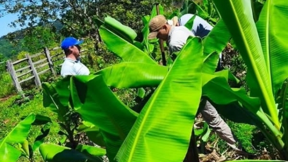 Impulsan la producción frutal en 25 de Mayo con una iniciativa colaborativa entre el INTA y el municipio