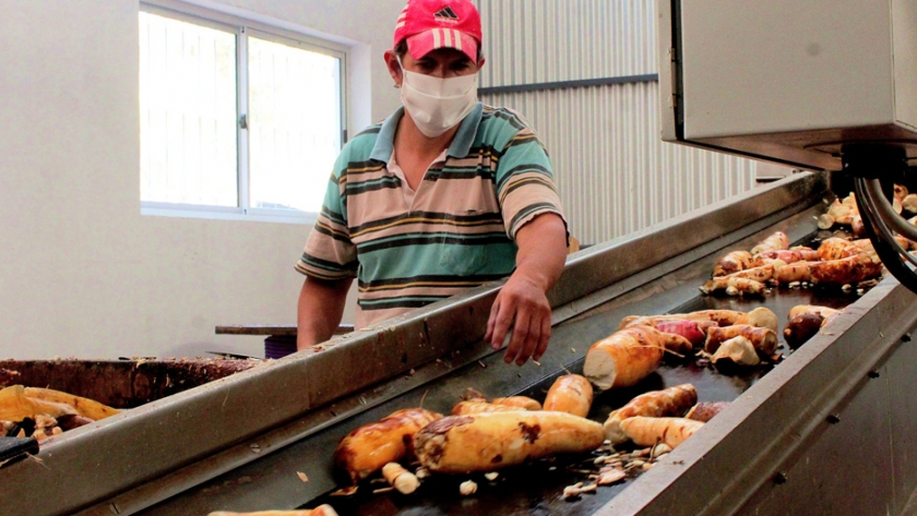La producción de almidón de mandioca es modelo de valor agregado en origen
