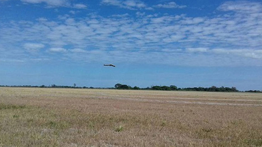 Utilizan drones en la producción de arroz para saber dónde aplicar herbicidas y combatir malezas