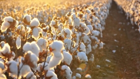 El sector algodonero va por las 500 mil hectáreas