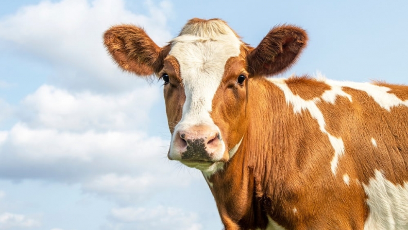 Avanza la garrapata y mueren cientos de vacas: alarma en Entre Ríos por más de 800 focos