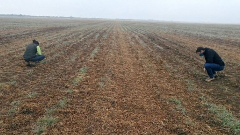 Fueron inspeccionados el 90 % de los campos que presentaron planes para cultivar maní