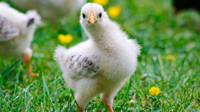 El pollo campero o de campo