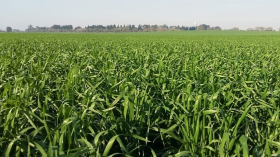 Ensayo agronómico analiza cómo el riego y el nitrógeno influyen en el rendimiento de trigo, garbanzo y lino
