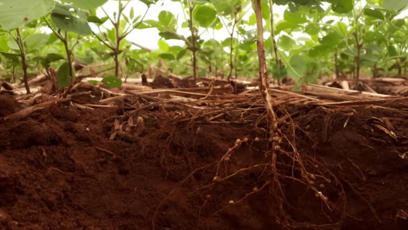 Alelopatía: el futuro del control natural de malezas en la agricultura