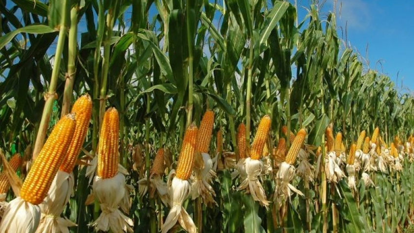 Sequías, La Niña y chicharrita amenazan al maíz