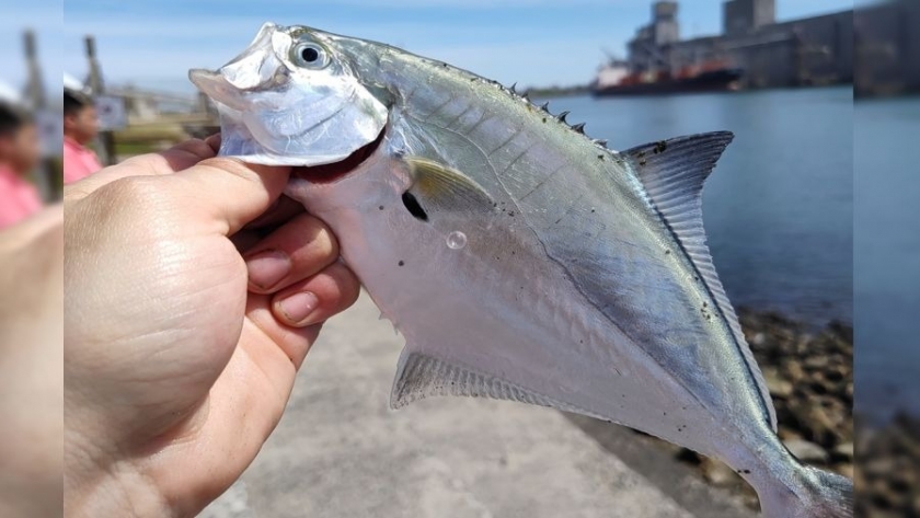 Palometas, corvinas y linda variada en Necochea
