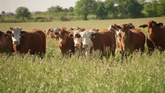 El BICE amplía los créditos para productores ganaderos