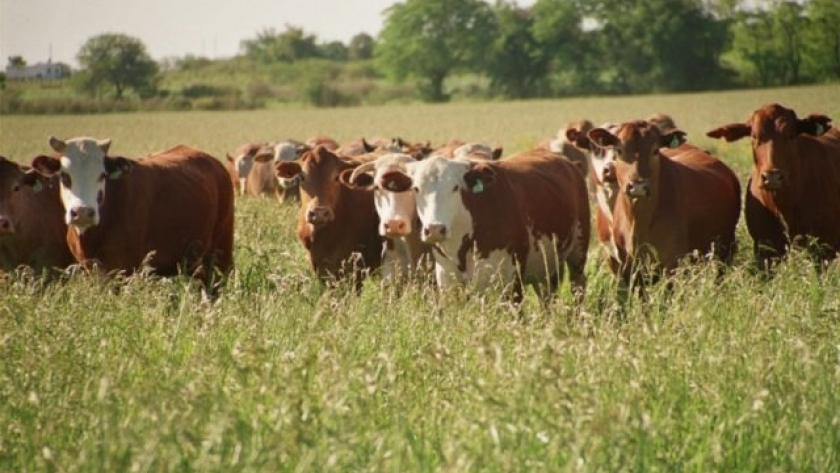 El BICE amplía los créditos para productores ganaderos