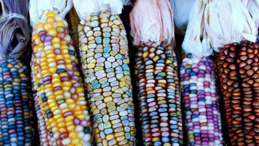 ¿México comienza a rever su histórica postura en contra del maíz transgénico?
