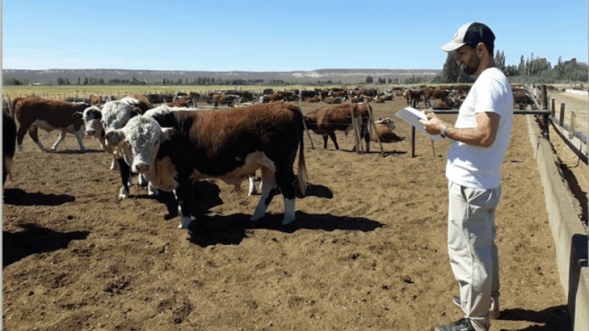 La ganadería también quiere hacerse fuerte en Mendoza: se lanzó la Sociedad Rural del Oeste Argentino