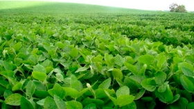 Buenas noticias en el mercado de la soja