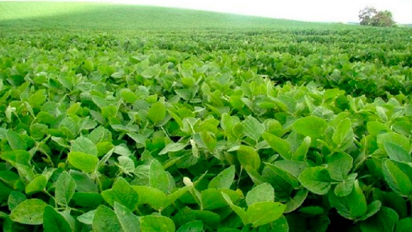 Buenas noticias en el mercado de la soja