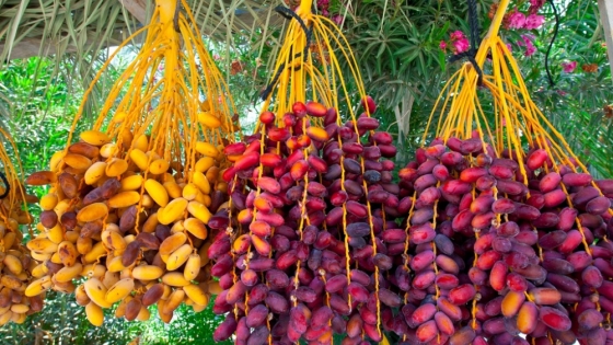 Emiratos celebra la llegada del verano con la primera cosecha de dátiles