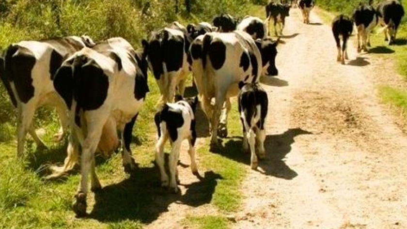 Nueva normativa para tambos de la Agricultura Familiar y Cooperativa