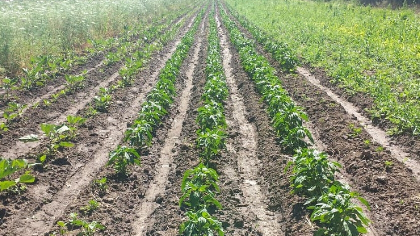 Continúa el asesoramiento y acompañamiento a beneficiarios del plan de activación productiva frutihortícola