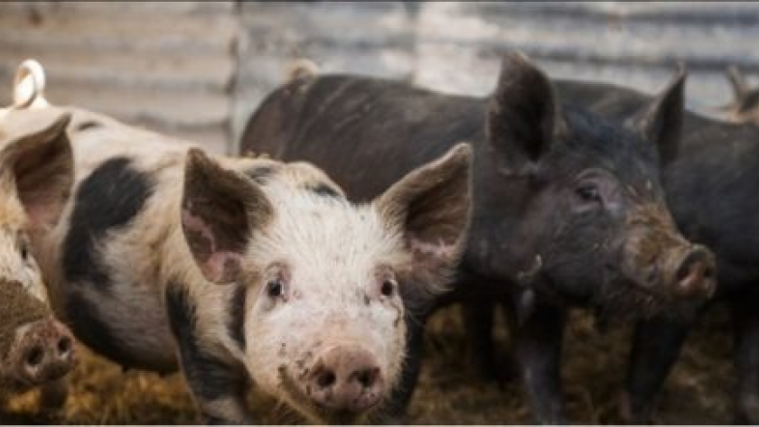 Recomendaciones para comprar chacinados y embutidos de cerdo