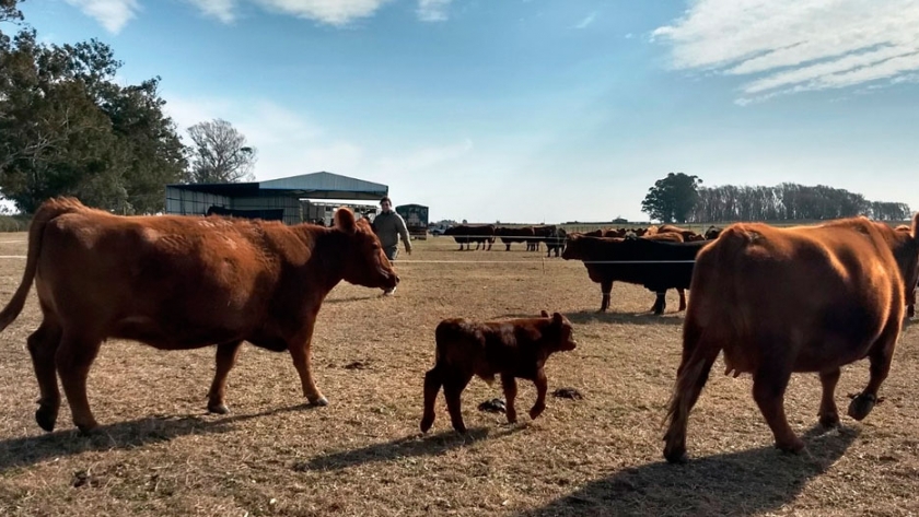 Efecto del uso de progesterona inyectable y del grado de anestro sobre el porcentaje de preñez en vacas Angus con cría