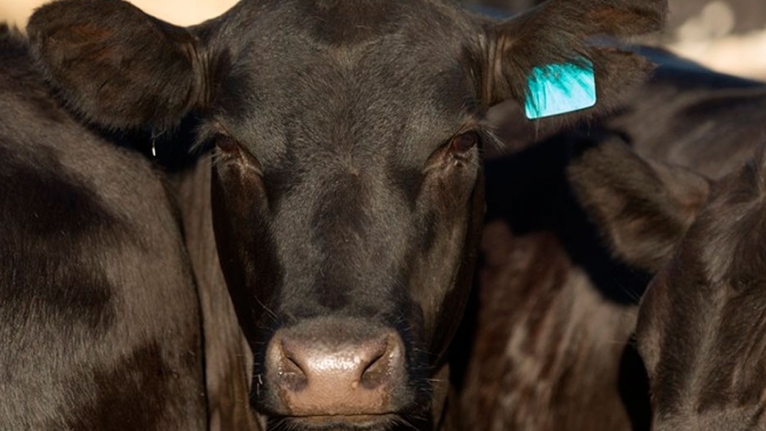 Pronóstico de producción de carne de res australiana y neozelandesa este año