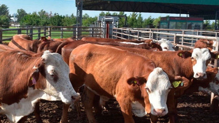 Argentina y la tendencia global del mercado de carne vacuna
