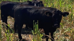 INTA evalúa impacto del grano de avena en calidad de carne