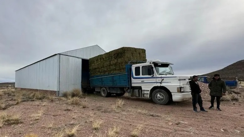 Producción Río Negro: nuevos destinos dan avance a la entrega de fardos