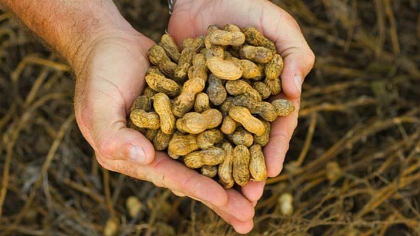 Cultivo de maní: habilitan un sistema online para presentar los planes de manejo del cultivo