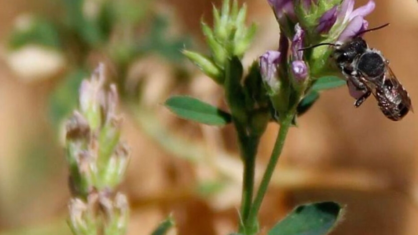 Produsem y la producción de semillas de alfalfa de calidad
