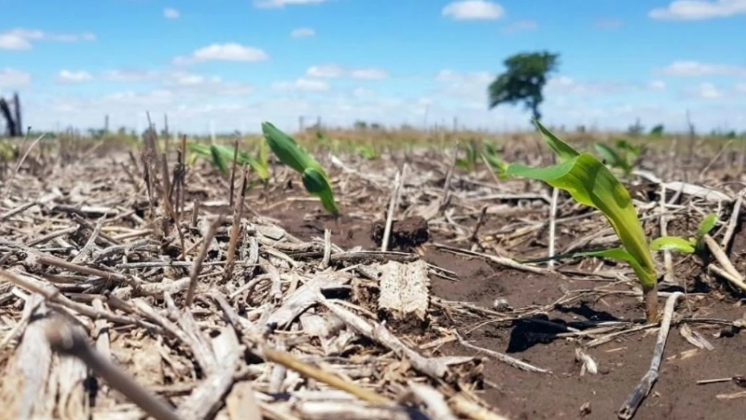La Niña truncó las ilusiones de áreas récord con maíz y girasol en el centro norte
