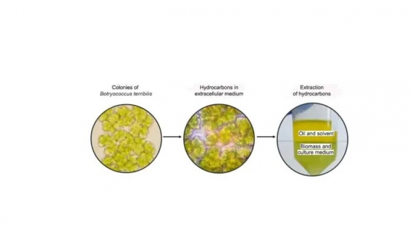 Investigadores brasileros cultivan microalgas para la producción de biocombustibles