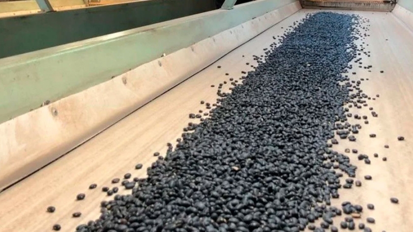Productores salteños preparados para exportar poroto negro a México