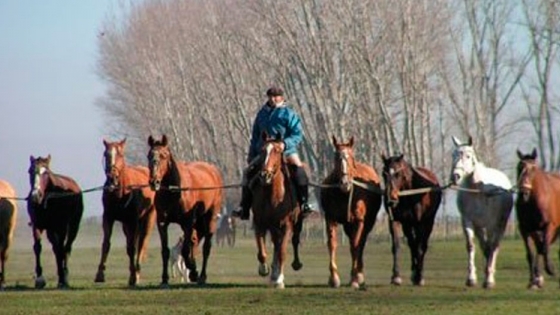 Por culpa del covid, cayeron a la mitad los ingresos por la exportación de caballos argentinos