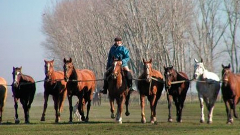 Por culpa del covid, cayeron a la mitad los ingresos por la exportación de caballos argentinos