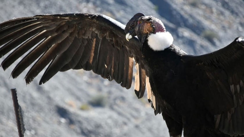 Un cóndor andino volvió a su hábitat natural