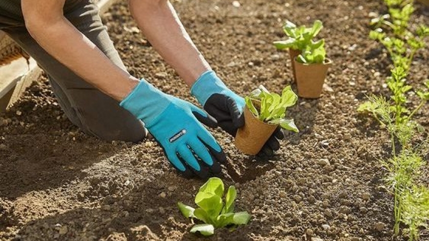 Cómo plantar con éxito los plantines en el cantero by Paquita Romano