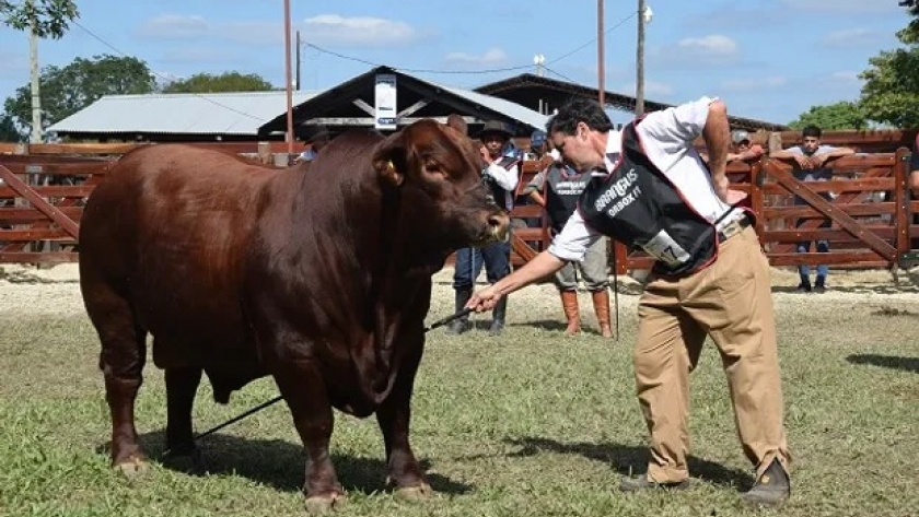 Brangus eligió a los grandes campeones de la raza: 