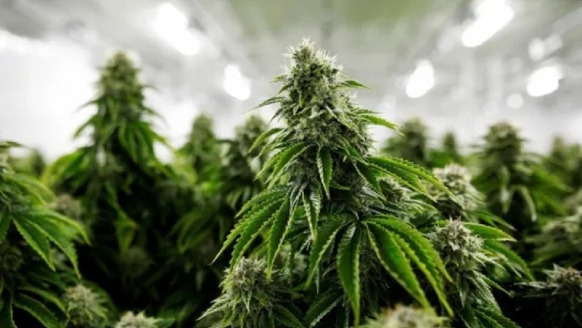 Cannabis: Agricultura busca la estandarización de las semillas para uso en cultivos controlados