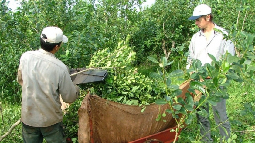 Pequeños productores correntinos de yerba mate apuestan a la industrialización de hoja verde