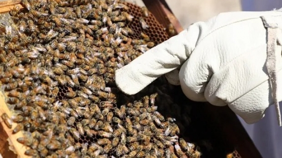 Día del apicultor: por qué se celebra cada 21 de junio