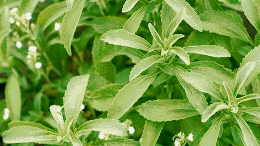 Pequeños productores buscan potenciar el cultivo de stevia