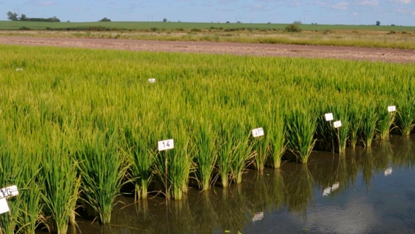 Altos costos y presión impositiva provocan un freno a la producción de arroz
