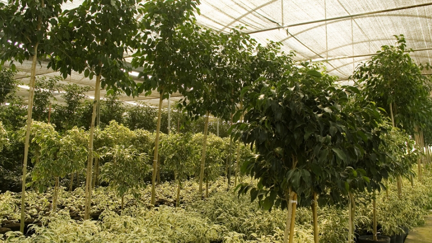 Crece la autogestión de trámites por internet para trasladar plantas desde los viveros del país