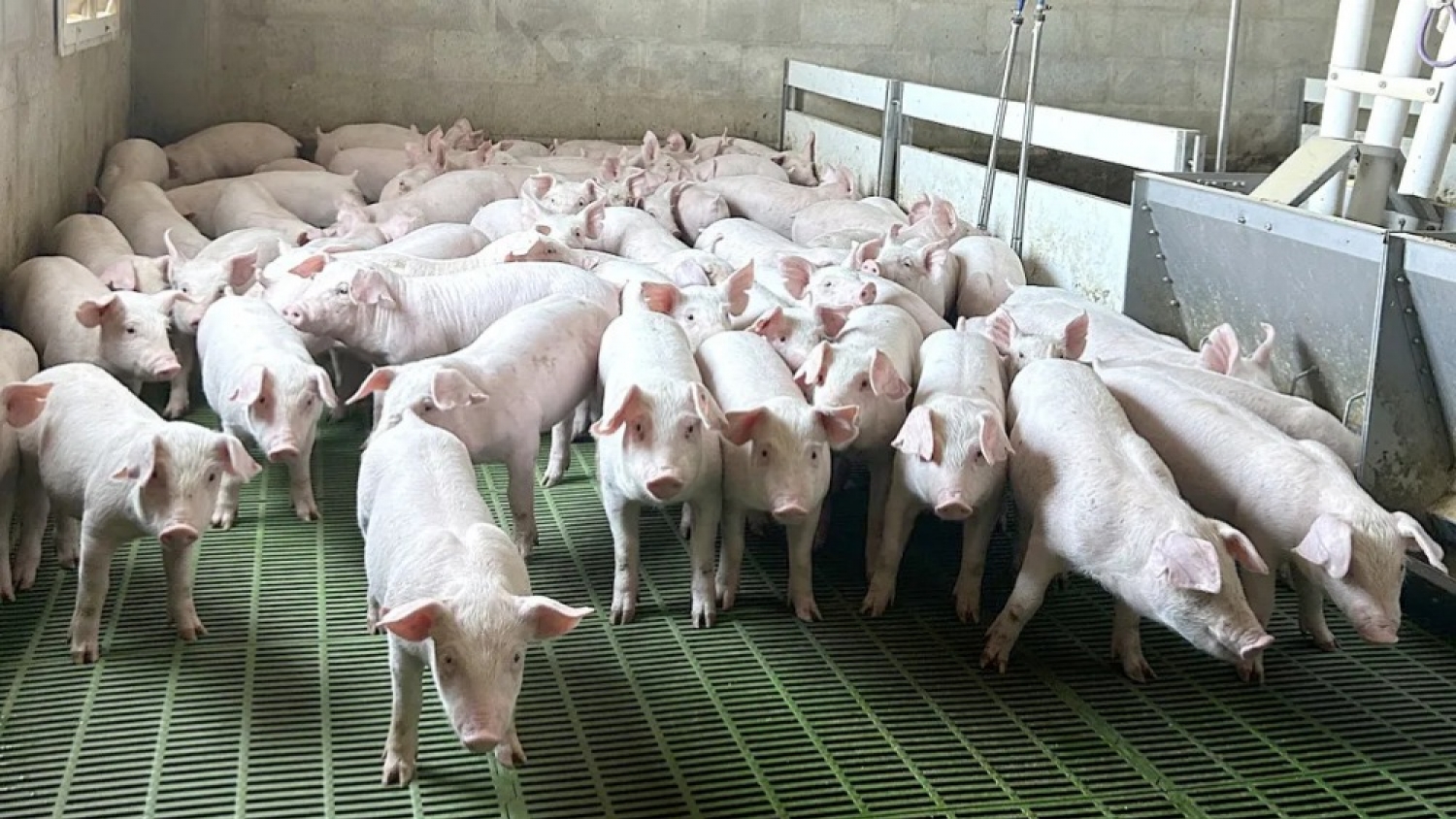 Créditos atados al kilo capón: el Gobierno ya desembolsó casi $14.000 millones para impulsar al sector porcino