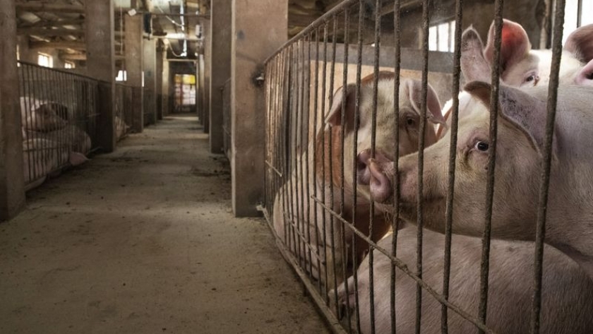 Autorizan el ingreso de cerdos reproductores de Canadá