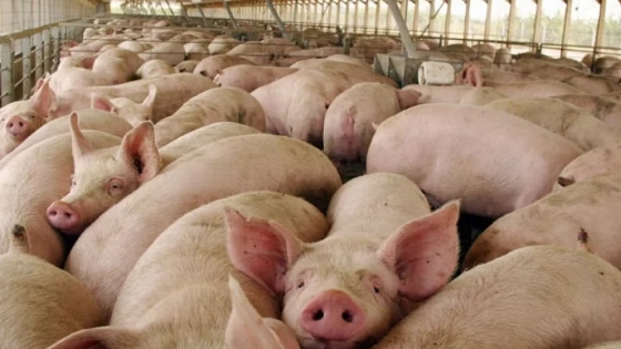 El Gobierno compensará con hasta $8.000.000 a productores porcinos afectados por la suba de costos