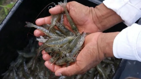 India apunta a ser un jugador importante en el cultivo de camarón