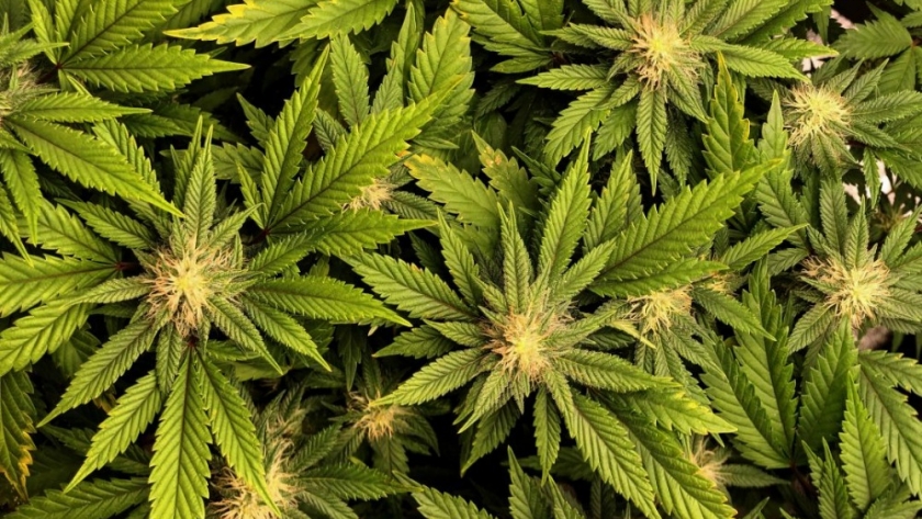 Arcioni presentó el proyecto de ley para el desarrollo productivo de cannabis para uso medicinal y terapéutico en Chubut