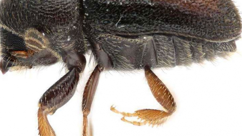 Identificada nueva especie de escarabajo que mata nísperos