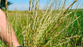 Kernza, el trigo que va a revolucionar la agricultura