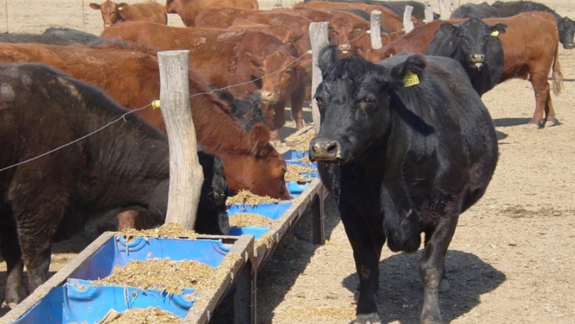 Transformar sorgo en carne: una oportunidad para agregar valor